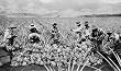Hawaiian Pineapple Harvest Photograph - Beautiful 16x20-inch Photographic Print from the Library of Congress Collection