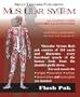 The Muscular System (Flash Paks/Volumes 1 and 2)