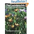 iris bulb Louisiana Iris: iris bulb Louisiana Iris: