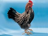 Chicken Decoration Chick Bird Figurine Model Figure Statue Lifelike