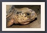 Framed Prints of Jpf-7428 Loggerhead Turtle - Close Up Of Head, Egg Laying from Ardea Wildlife Pets