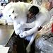 GIANT WHITE LION 48