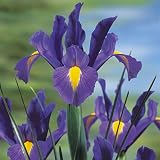 Dutch Iris Bulbs Sapphire Beauty
