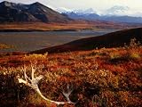 Caribou Antlers on the Tundra in Denali National Park, Denali National Park & Reserve, USA Artists Photographic Poster Print by Mark Newman, 18x24