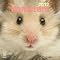 Hamsters, Guinea Pigs . . & Ferrets . . in 2012 Calendars !