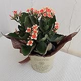 カランコエ：ピトン3.5号ポット／カンパーニュブリキバケツ（アイボリー）