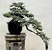 Cedar of Lebanon 25 Seeds/Seed - Bonsai - Cedrus libani
