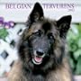 Belgian Tervurens: 2003