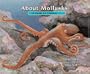 About Mollusks: A Guide For Children (About... (Peachtree Hardcover))