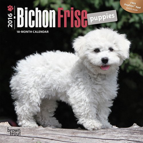 Bichon Frise Puppies 2016 Mini 7x7 (Multilingual Edition)