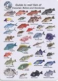Fish Identification Cards - Reef Fish of Cozumel, Belize and Honduras - 5 x 7