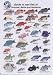 Fish Identification Cards - Reef Fish of Cozumel, Belize and Honduras - 5 x 7