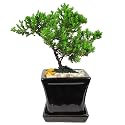 Japanese Juniper Bonsai Tree, 4-6 Year Old, 4 Inch Square Pot, Attached Tray - Black - Grown by Eve's Garden