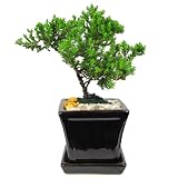 Japanese Juniper Bonsai Tree, 4-6 Year Old, 4 Inch Square Pot, Attached Tray - Black - Grown by Eves Garden