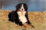 500 Piece Bernese Mountain Dog Jigsaw Puzzle
