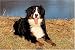 500 Piece Bernese Mountain Dog Jigsaw Puzzle