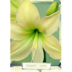 Amaryllis Thank You Cards