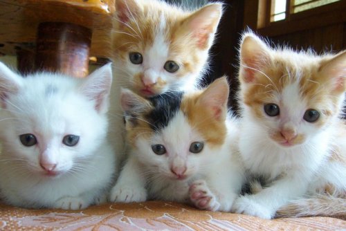 ねこ鍋―みちのく猫ものがたり奥森 すがり