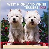 West Highland White Terriers 2013: Westies