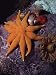 Sea Star, Anemones and Coralline Algae Living 40ft Below the Surface, Admiralty Inlet, Canada Photographic Poster Print by Flip Nicklin/Minden Pictures, 24x32