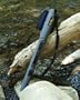 BW Sports Fly Rod/Reel case 9 1/2 ft 4pcs Gray with Blue Pockets