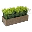 Potted Wheat Grass ? Rectangular by tag