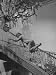 Actress Debbie Reynolds Clowning on Set of Motion Picture 'The Pleasure of His Compan...