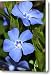 Indigo Periwinkle Canvas Print / Canvas Art - Artist Christina Rollo