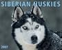 Siberian Huskies