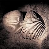 Cockles Art Poster Print by Laurel Wade, 8x8
