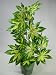 Kitchen & Housewares : 46cm Potted Artificial Silk Variegated Fatsia Japonica Plant ~ Office Plant in a Modern Stylish Pot ~ Home & Conservatory Decoration
