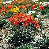 Garden Gnome Poppy - 25 Plants - Papaver - Hardy