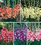Glamini Collection Gladiolus 50 Bulbs - NEW! - Petite