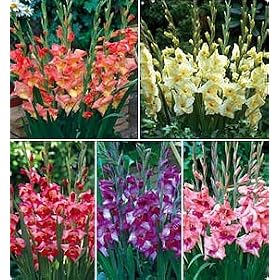Glamini Collection Gladiolus 50 Bulbs - NEW! - Petite by 