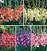 Glamini Collection Gladiolus 50 Bulbs - NEW! - Petite