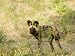 African Hunting Dog, Male Staring at Potential Prey, Okavango Delta, Botswana Photogr...