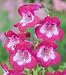 Penstemon Bumper Collection 24 young plants (two each of TWELVE varieties!))