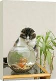 Canvas Prints of Cat - Catching goldfish in bowl from Ardea Wildlife Pets