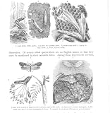 CORN & CLOTHES MOTHS Antique Print 15896