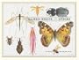 Illinois Insects and Spiders