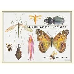 Illinois Insects and Spiders