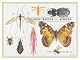 Illinois Insects and Spiders