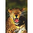 Leopard in Tree Art Poster Print, 24x36
