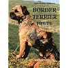 Border Terrier heute