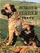Image of Border Terrier heute