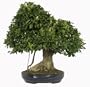Brussel's Taiwan Ficus Specimen Tree