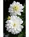 Photographic Prints of White Dahlia from Ros Drinkwater