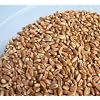 Organic Wheatgrass Seed
