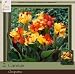 Honeyman Farms Canna Cleopatra Pack of 2 Bulbs