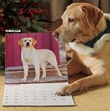 Great Danes (International) 2011 Wall Calendar 12